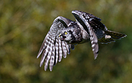 01 Northern hawk-owl (Surnia ulula)